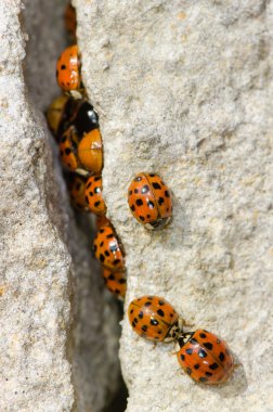 Harlequin uğur böceği (Harmonia axyridis büyük bir grup