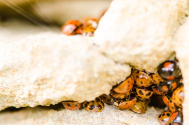 Harlequin uğur böceği (Harmonia axyridis büyük bir grup