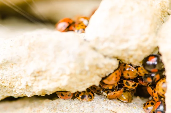 Harlequin uğur böceği (Harmonia axyridis büyük bir grup