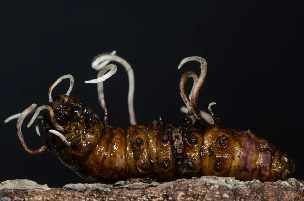 Fungos que crescem a partir de larvas de besouro-longhorn — Fotografia de Stock