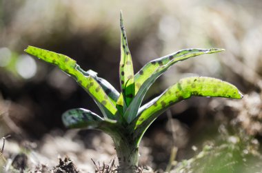 Seçmeli renk ile ortak benekli orkide (Dactylorhiza fuchsii) yaprakları