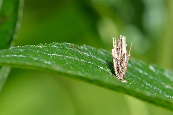 Psyche casta micro moth pupa on dog 's mercury — стоковое фото