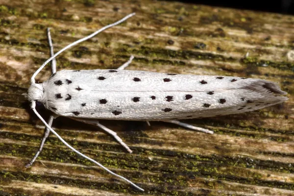 Ermellino di mela (Yponomeuta malinellus) dall'alto — Foto Stock