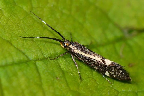 Esperia sulphurella mikro můra — Stock fotografie