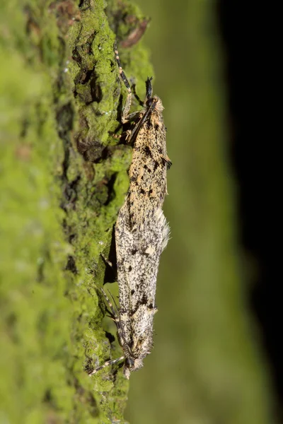 Diurnea fagella micro polillas apareamiento en perfil — Foto de Stock