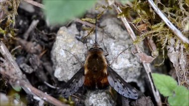 Arı sinek noktalı (Bombylius discolor) dinlenme ve ısınma