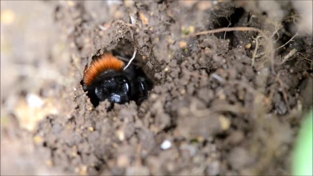 褐黄色矿蜂 （Andrena 病菌) — 图库视频影像