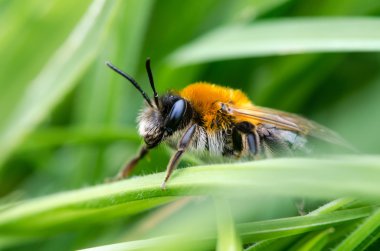 Andrena nitida, kadın maden arı