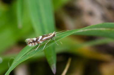 Firethorn yaprak madenci (Phyllonorycter leucographella) mikro mot