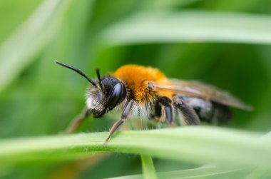 Andrena nitida, kadın maden arı
