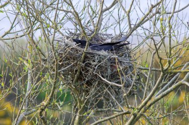 Leş kargası (Corvus corone) yuva ve dize üzerinde