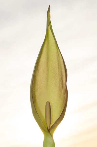 Señores y señoras (Arum maculatum) flowe — Foto de Stock