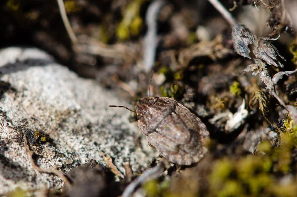 Písek runner shieldbug (Sciocoris cursitans) — Stock fotografie