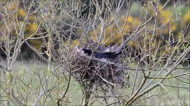 Vrána (obecná Corvus corone) na hnízdě tyčí a řetězce — Stock video