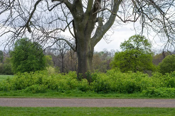 Área natural salvaje dejada alrededor del árbol en Kensington Gardens, Londo — Foto de Stock