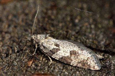 Profilde gri tortrix (Cnephasia stephensiana) mikro güve