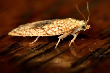Acleris forsskaleana tortrix mikro güve profil