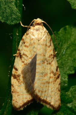 Aleimma loeflingiana tortrix mikro güve gösteren saçak kirpikler arka kanat