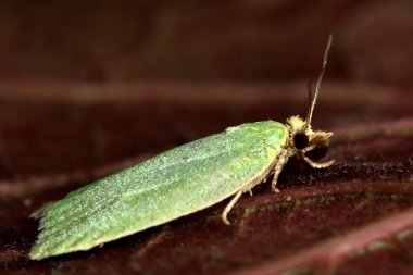 Profilde yeşil meşe tortrix (Tortrix viridana) mikro güve