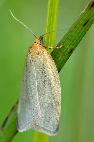 Timothy tortrix (Aphelia paleana) micro moth — Stock Photo, Image