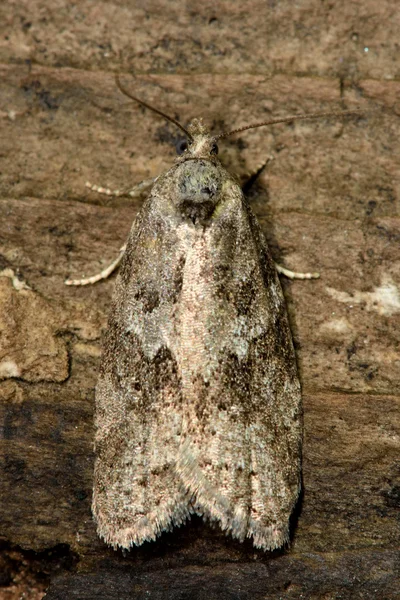 Mikro moth šedá t. (Cnephasia stephensiana) z výše uvedených — Stock fotografie