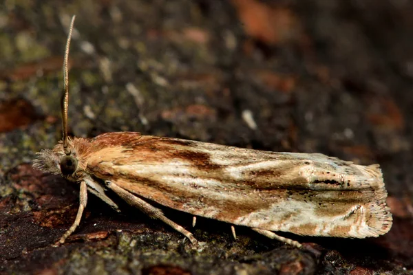 Eucosma Κάνα tortrix μικρο σκώρος στο προφίλ — Φωτογραφία Αρχείου