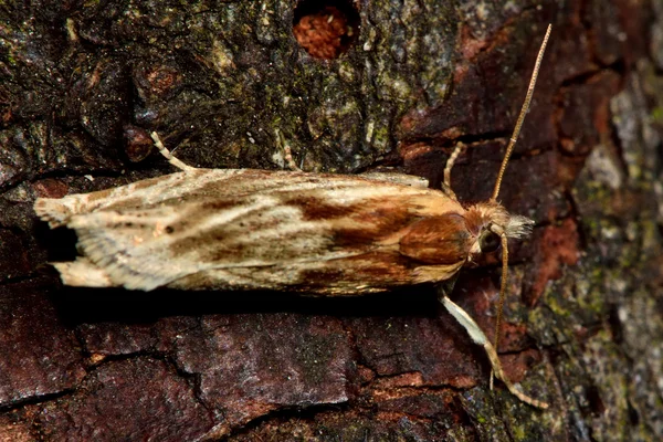 Eucosma cana tortrix micro-papillon nocturne d'en haut — Photo