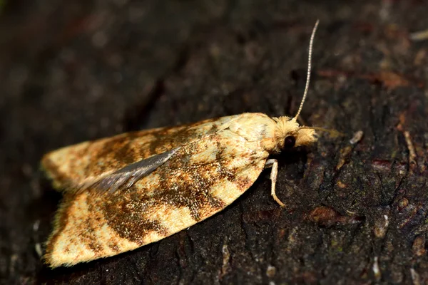 Aleimma loeflingiana tortrix micro moth i profil visar fringe på bakre vinge — Stockfoto