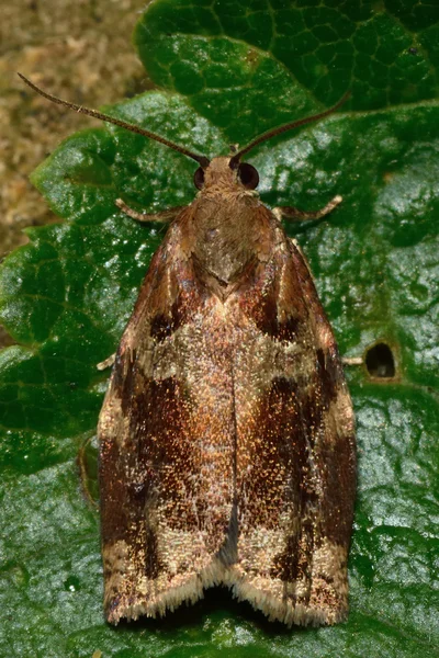 Tortrix dourado variegado (Archips xylosteana) micro traça — Fotografia de Stock