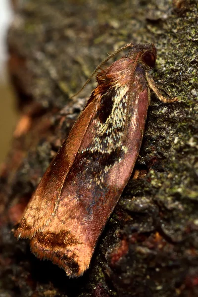 Grande tortrix d'arbres fruitiers (Archips podana) micro-papillon de nuit de profil — Photo