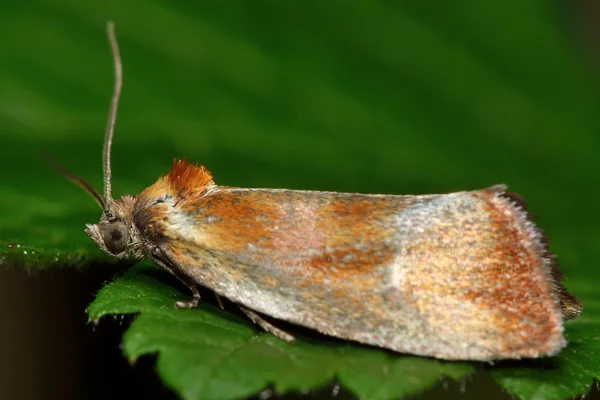 Eulia ministrana tortrix micro falena — Foto Stock