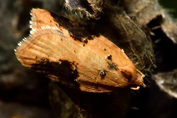 Truskawka tortrix (Acleris comariana) mikro ćma — Zdjęcie stockowe