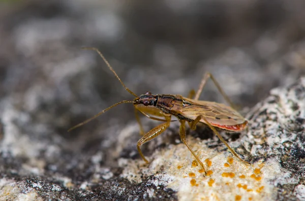 Heath küçük hanım böcek (Nabis ericetorum — Stok fotoğraf