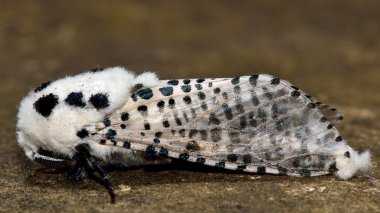 Leopar güvesi (Pars pyrina) profil