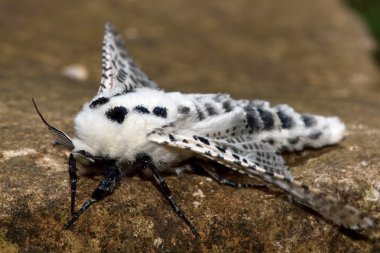 Leopar fligh almaya güvesi (Pars pyrina)
