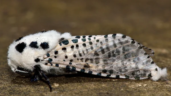 Leopard Moth (Zeuzera pyrina), a profil — Stock Fotó