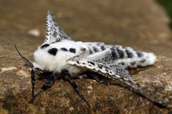 Leopard Moth (Zeuzera pyrina) arról, hogy a repülés si — Stock Fotó