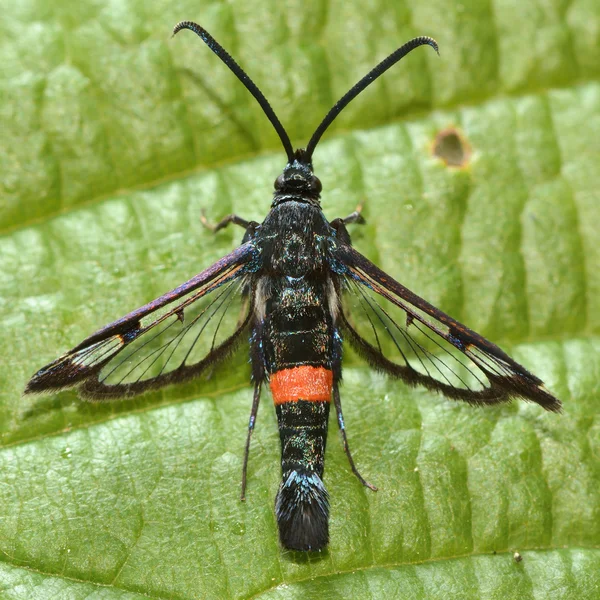 Grote rood-gordel clearwing (Synanthedon culiciformis) van boven — Stockfoto