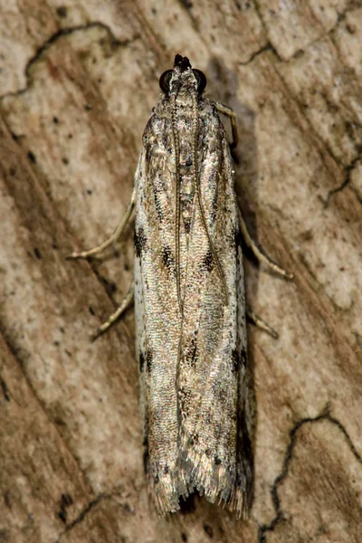 Phycitodes binaevella micro moth från ovan — Stockfoto