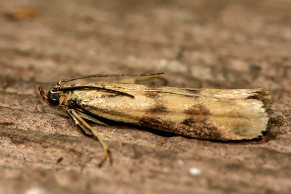 Homoeosoma sinuella micro traça no perfil — Fotografia de Stock