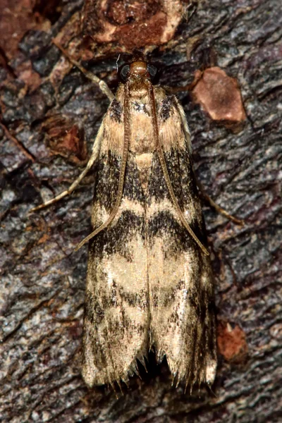 Euzophera pinguis micro polilla —  Fotos de Stock