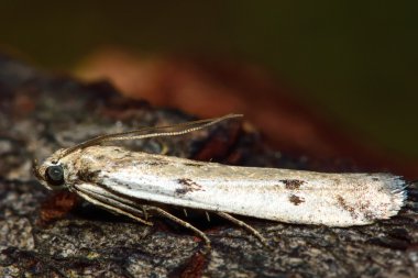 Phycitodes binaevella mikro güve