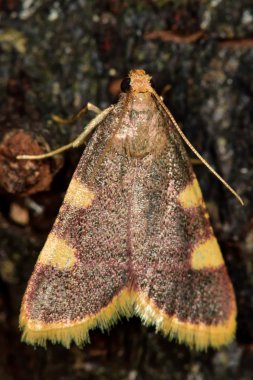 Altın üçgen (Hypsopygia costalis) mikro güve