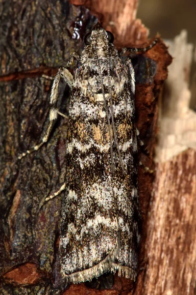 Dioryctria abietella micro moth från ovan — Stockfoto