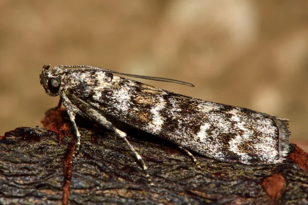 Dioryctria abietella micro traça no perfil — Fotografia de Stock