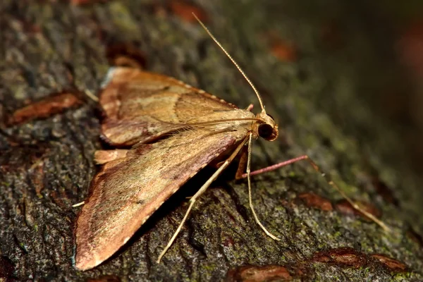 Endotricha flammealis micro nachtvlinder in profiel — Stockfoto