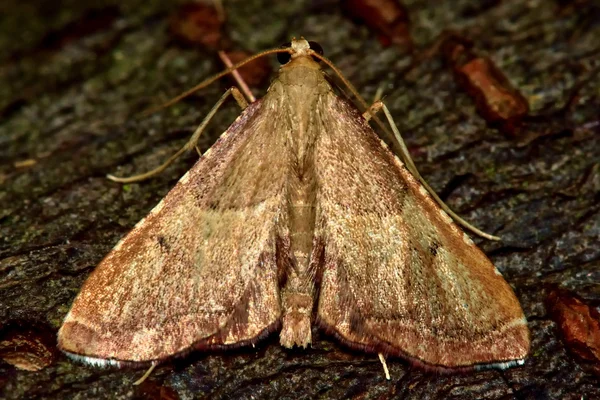 Endotricha flammealis micro vlinder van bovenaf — Stockfoto