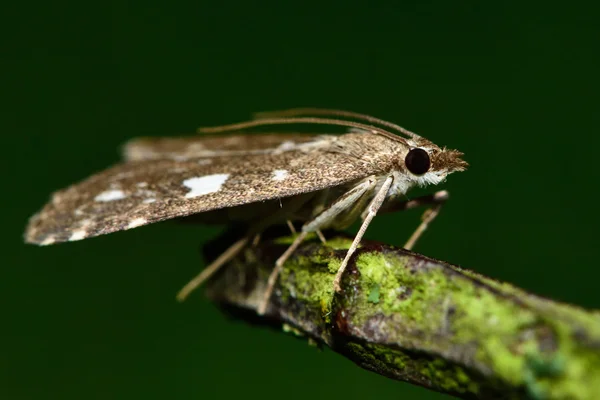 Udea olivalis micro moth — Stock Photo, Image
