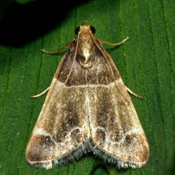 Posiłek ćmy (Pyralis farinalis) mikro ćma — Zdjęcie stockowe