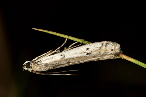 Phycitodes maritima micro-papillon nocturne — Photo